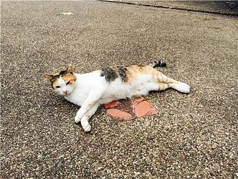 《使命召唤》x《辐射》联动“放逐者”捆绑包泄露